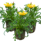 Gazania 'Kiss Yellow' from Cedar Nursery, Cobham