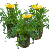 Gazania 'Kiss Yellow' from Cedar Nursery, Cobham
