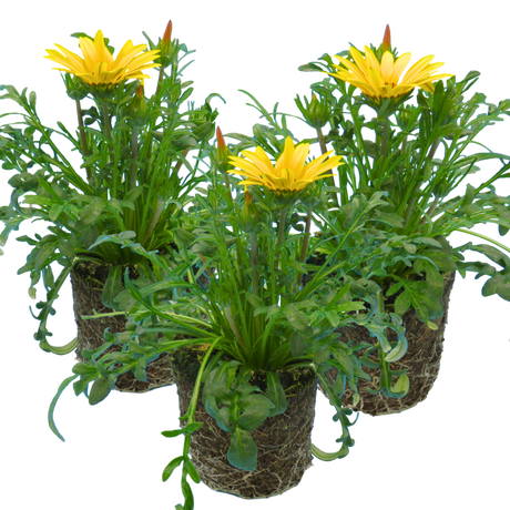 Gazania 'Kiss Yellow' from Cedar Nursery, Cobham