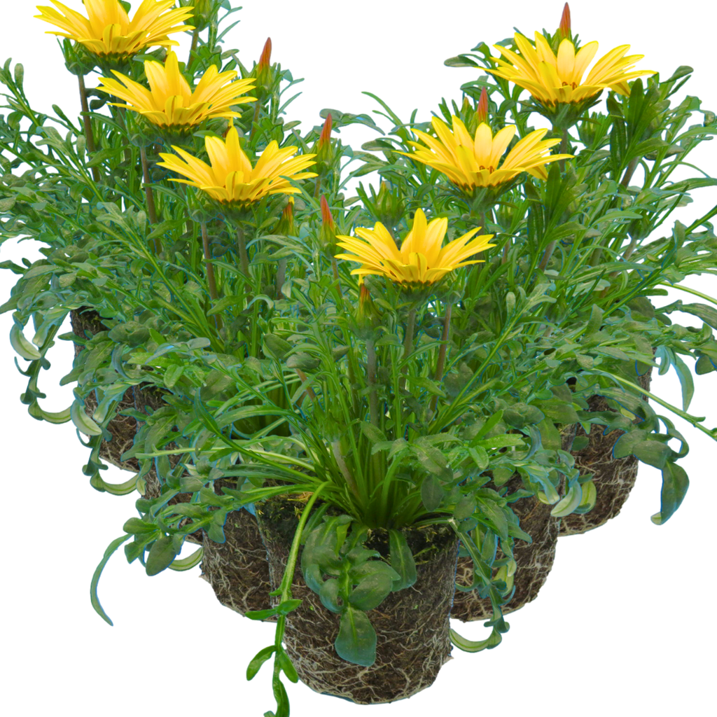 Gazania 'Kiss Yellow' from Cedar Nursery, Cobham