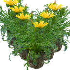 Gazania 'Kiss Yellow' from Cedar Nursery, Cobham