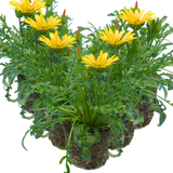 Gazania 'Kiss Yellow' from Cedar Nursery, Cobham