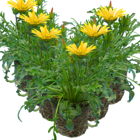 Gazania 'Kiss Yellow' from Cedar Nursery, Cobham