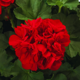Pelargonium 'Calliope Dark Red' (Zonal-ivy hybrid Geranium) from Cedar Nursery, Cobham