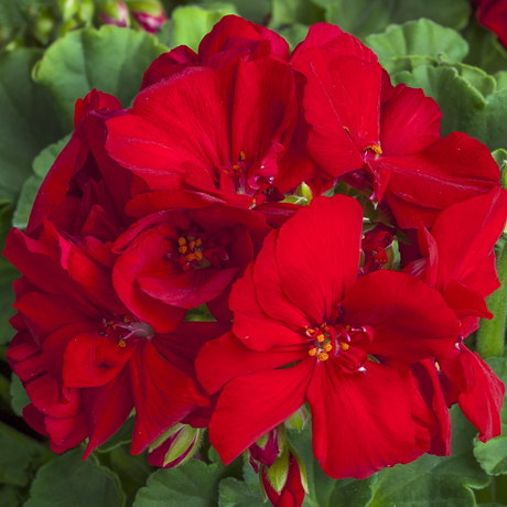 Pelargonium 'Calliope Dark Red' (Zonal-ivy hybrid Geranium) from Cedar Nursery, Cobham