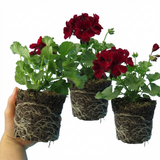 Pelargonium 'Calliope Dark Red' (Zonal-ivy hybrid Geranium)