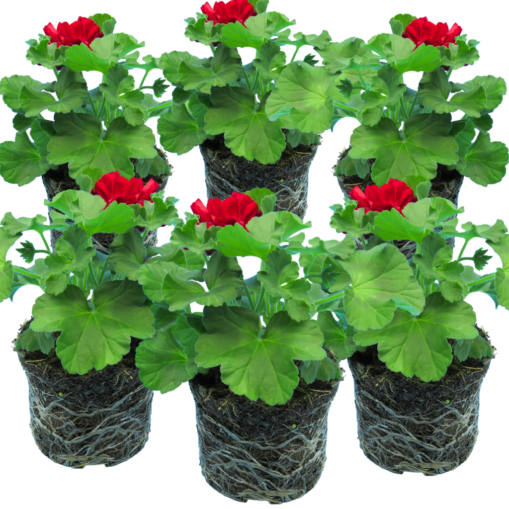 Pelargonium 'Calliope Dark Red' (Zonal-ivy hybrid Geranium) from Cedar Nursery, Cobham