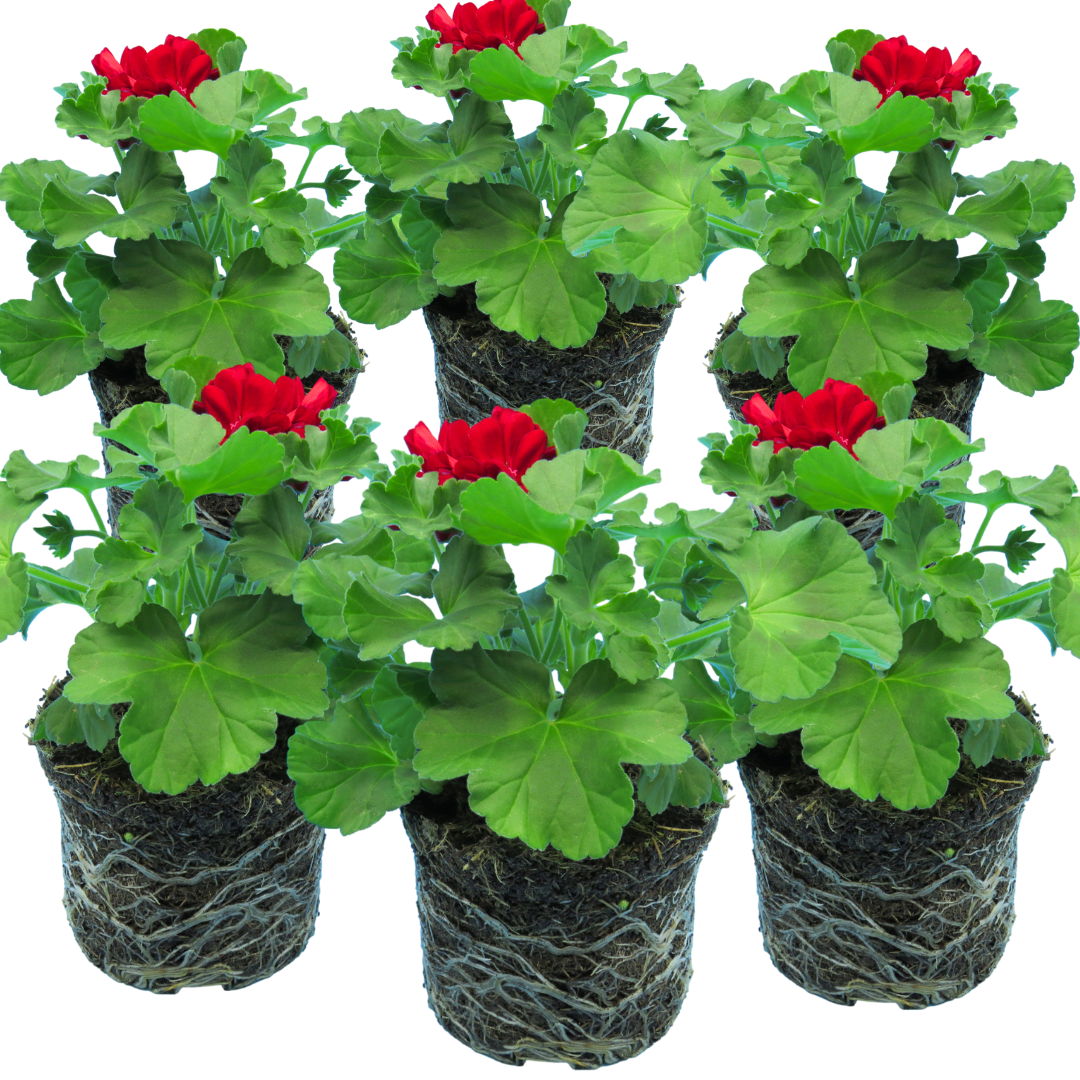 Pelargonium 'Calliope Dark Red' (Zonal-ivy hybrid Geranium)