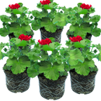 Pelargonium 'Calliope Dark Red' (Zonal-ivy hybrid Geranium) from Cedar Nursery, Cobham