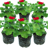 Pelargonium 'Calliope Dark Red' (Zonal-ivy hybrid Geranium)