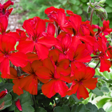 Pelargonium 'Calliope Landscape Fire' (Zonal-ivy hybrid Geranium) from Cedar Nursery, Cobham
