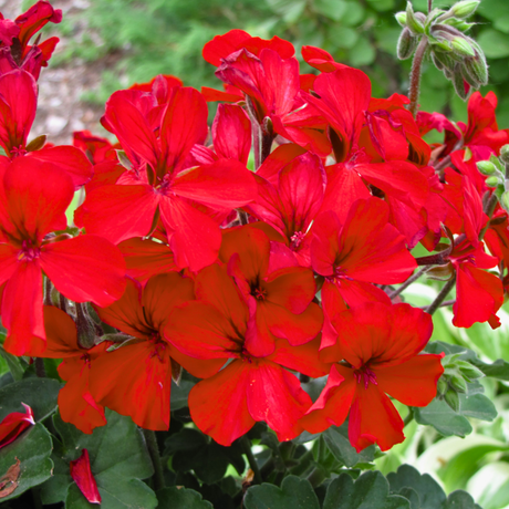 Pelargonium 'Calliope Landscape Fire' (Zonal-ivy hybrid Geranium) from Cedar Nursery, Cobham