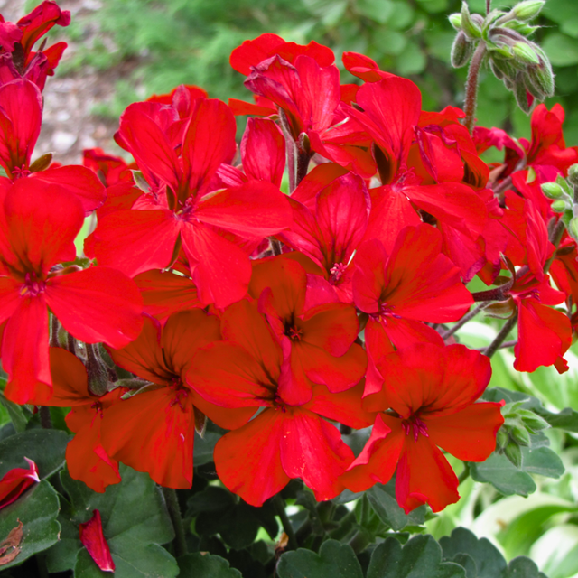 Pelargonium 'Calliope Landscape Fire' (Zonal-ivy hybrid Geranium) from Cedar Nursery, Cobham