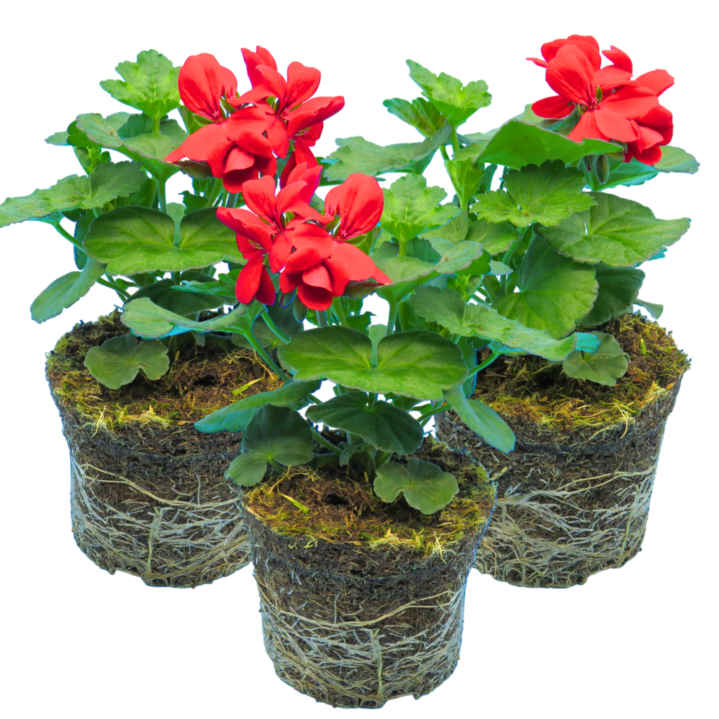 Pelargonium 'Calliope Landscape Fire' (Zonal-ivy hybrid Geranium) from Cedar Nursery, Cobham
