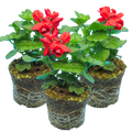 Pelargonium 'Calliope Landscape Fire' (Zonal-ivy hybrid Geranium) from Cedar Nursery, Cobham