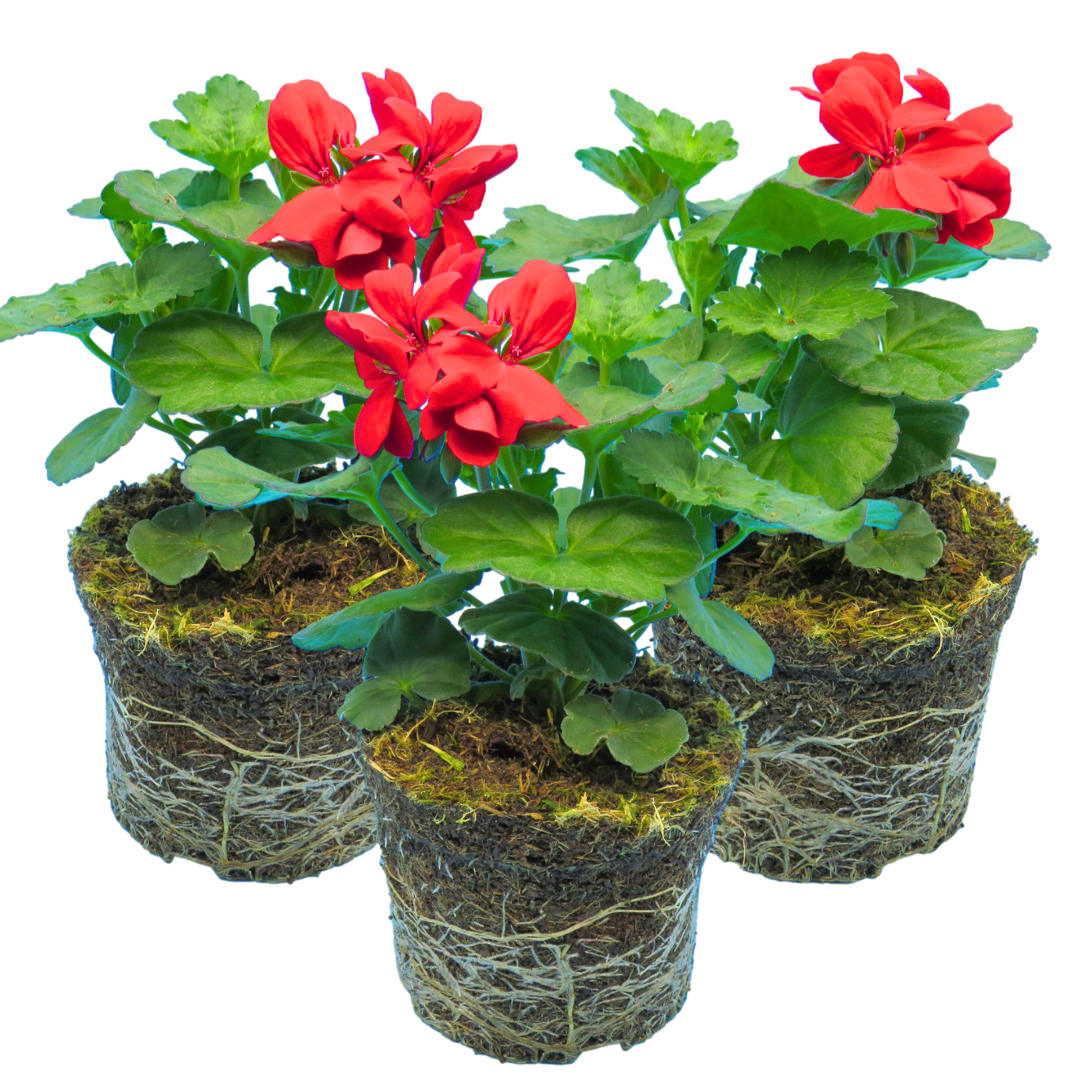 Pelargonium 'Calliope Landscape Fire' (Zonal-ivy hybrid Geranium) from Cedar Nursery, Cobham