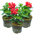 Pelargonium 'Calliope Landscape Fire' (Zonal-ivy hybrid Geranium) from Cedar Nursery, Cobham