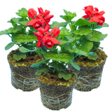 Pelargonium 'Calliope Landscape Fire' (Zonal-ivy hybrid Geranium) from Cedar Nursery, Cobham