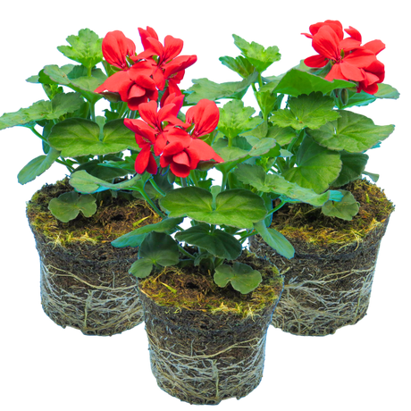 Pelargonium 'Calliope Landscape Fire' (Zonal-ivy hybrid Geranium) from Cedar Nursery, Cobham