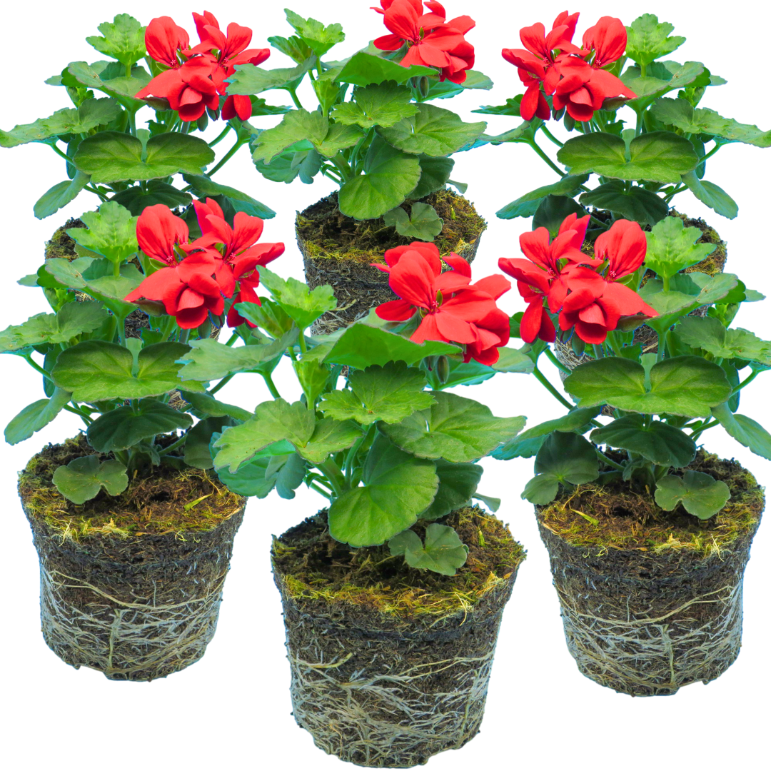 Pelargonium 'Calliope Landscape Fire' (Zonal-ivy hybrid Geranium) from Cedar Nursery, Cobham