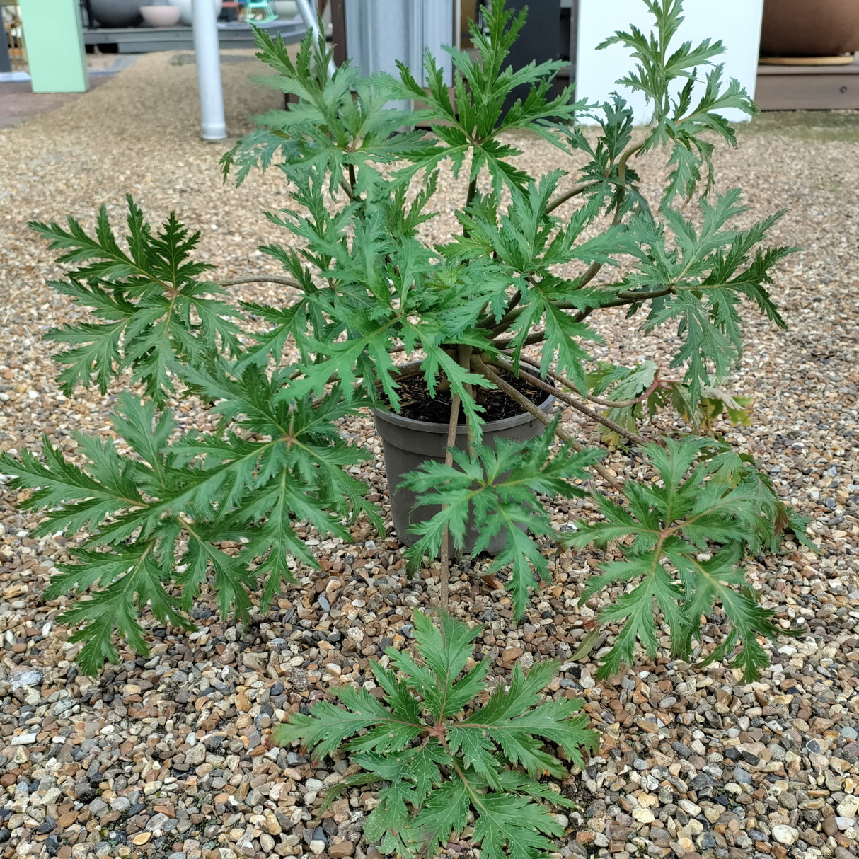 Geranium Guernsey White at Cedar Nursery Cobham