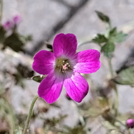 Close-up of Geranium Okney Cherry flower at Cedar Nursery Cobham