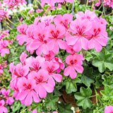 Pelargonium 'Tornado Pink' (Ivy-leaved Geranium) from Cedar Nursery, Cobham