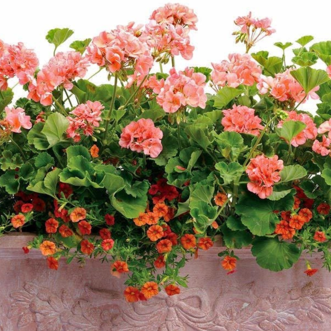 Pelargonium Toscana 'Dolce Vita Emma' / 'Smart Lenja' (Zonal Geranium) from Cedar Nursery, Cobham