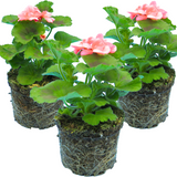 Pelargonium Toscana 'Dolce Vita Emma' / 'Smart Lenja' (Zonal Geranium)