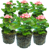 Pelargonium Toscana 'Dolce Vita Emma' / 'Smart Lenja' (Zonal Geranium)