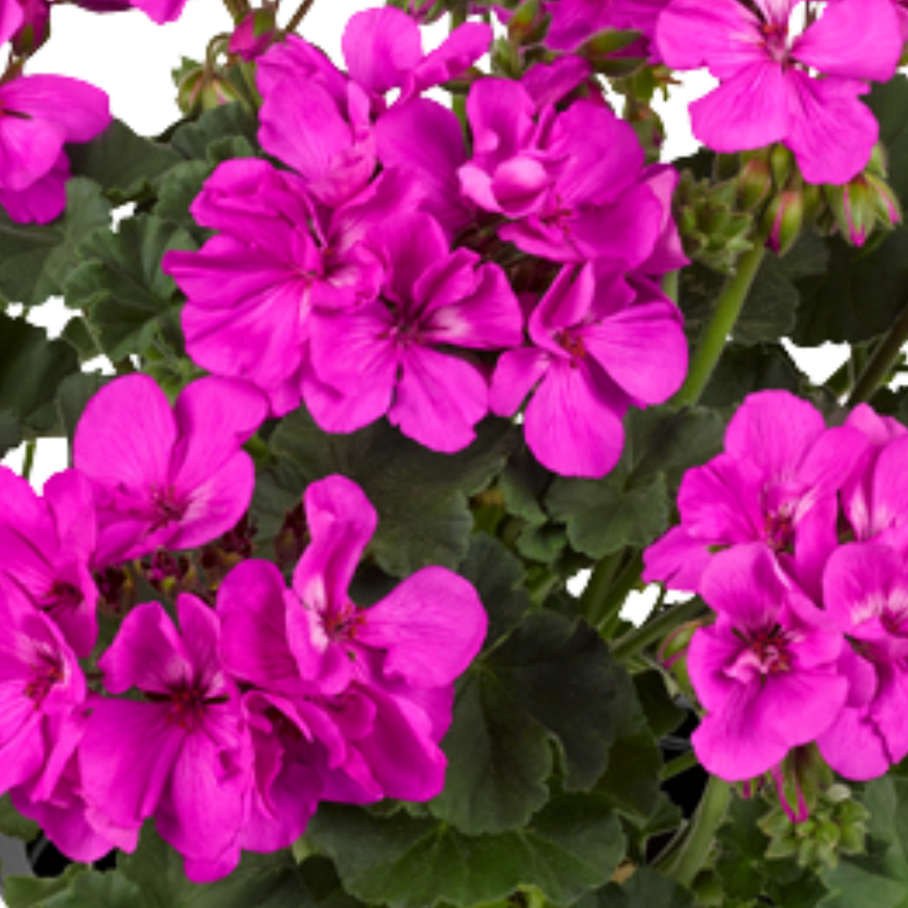 Pelargonium Toscana 'Dolce Vita Evi Blue' (Zonal Geranium) from Cedar Nursery, Cobham