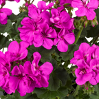 Pelargonium Toscana 'Dolce Vita Evi Blue' (Zonal Geranium) from Cedar Nursery, Cobham