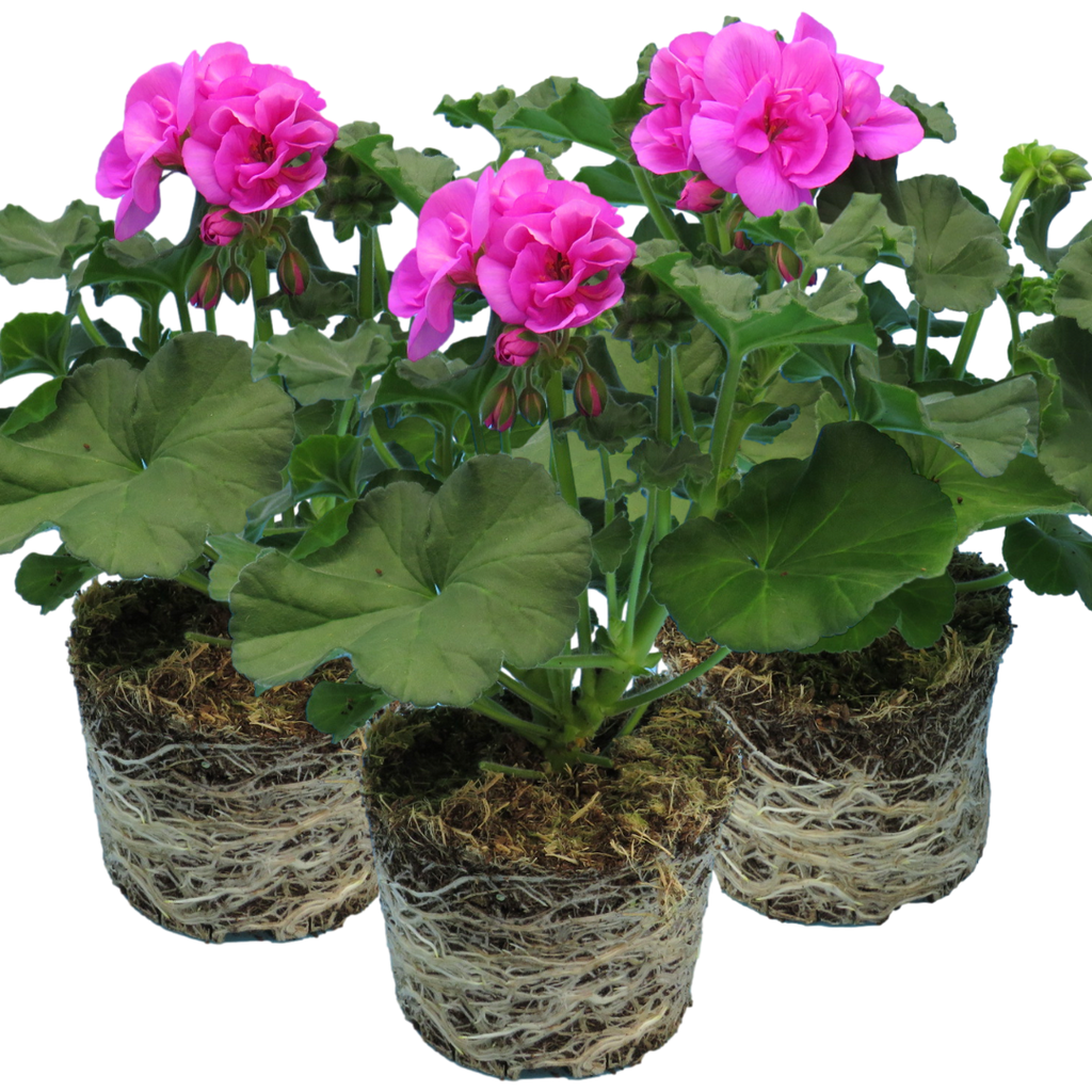 Pelargonium Toscana 'Dolce Vita Evi Blue' (Zonal Geranium) from Cedar Nursery, Cobham