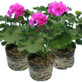 Pelargonium Toscana 'Dolce Vita Evi Blue' (Zonal Geranium) from Cedar Nursery, Cobham