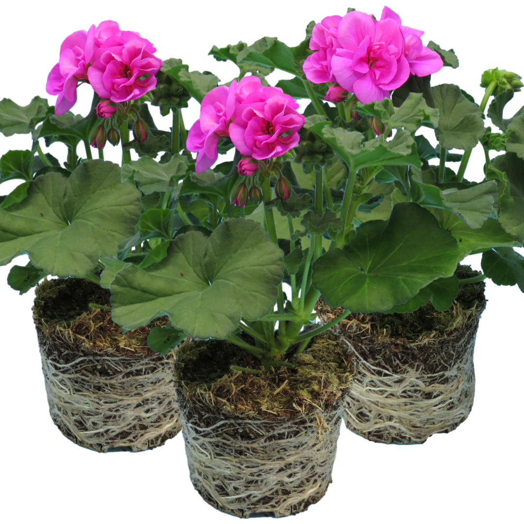 Pelargonium Toscana 'Dolce Vita Evi Blue' (Zonal Geranium) from Cedar Nursery, Cobham