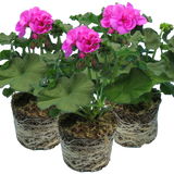 Pelargonium Toscana 'Dolce Vita Evi Blue' (Zonal Geranium) from Cedar Nursery, Cobham
