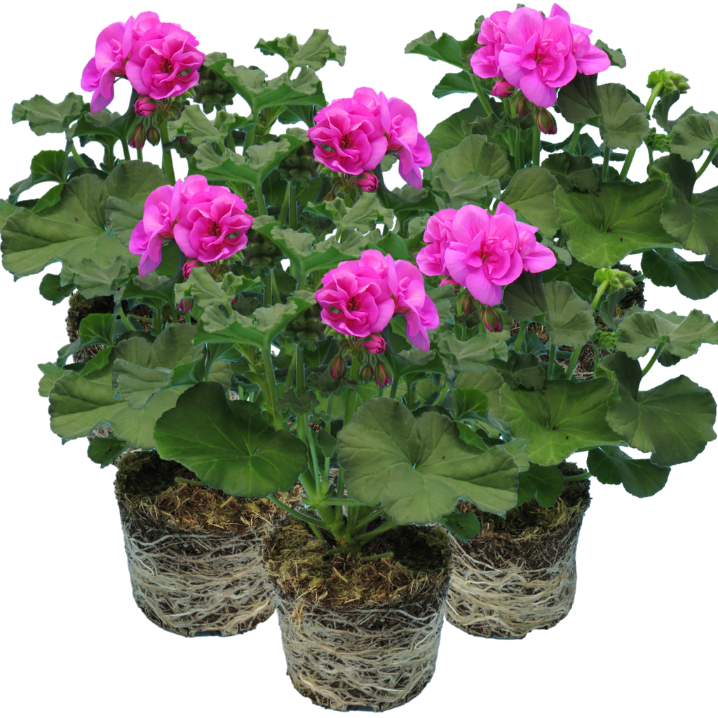 Pelargonium Toscana 'Dolce Vita Evi Blue' (Zonal Geranium) from Cedar Nursery, Cobham