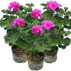Pelargonium Toscana 'Dolce Vita Evi Blue' (Zonal Geranium) from Cedar Nursery, Cobham