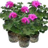 Pelargonium Toscana 'Dolce Vita Evi Blue' (Zonal Geranium) from Cedar Nursery, Cobham