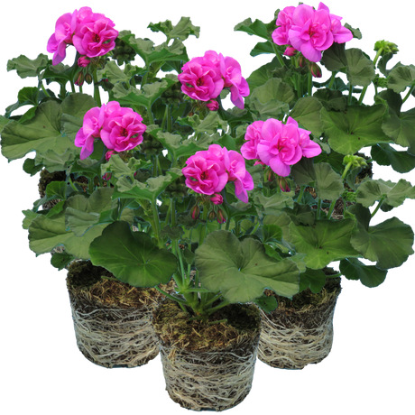Pelargonium Toscana 'Dolce Vita Evi Blue' (Zonal Geranium) from Cedar Nursery, Cobham