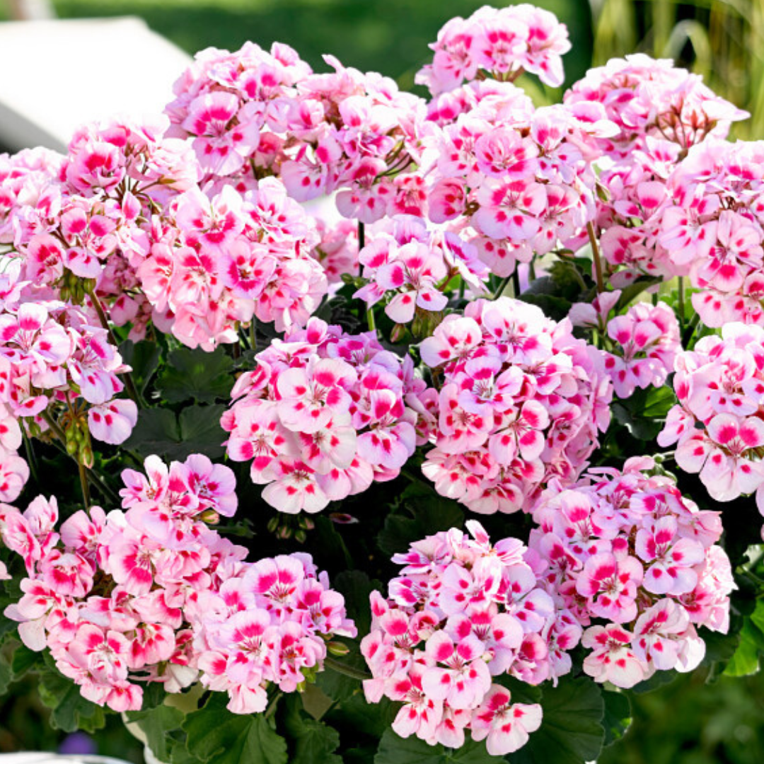 Pelargonium Toscana 'Dolce Vita Linus / Smart Splash' (Zonal Geranium) from Cedar Nursery, Cobham