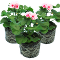 Pelargonium Toscana 'Dolce Vita Linus / Smart Splash' (Zonal Geranium) from Cedar Nursery, Cobham