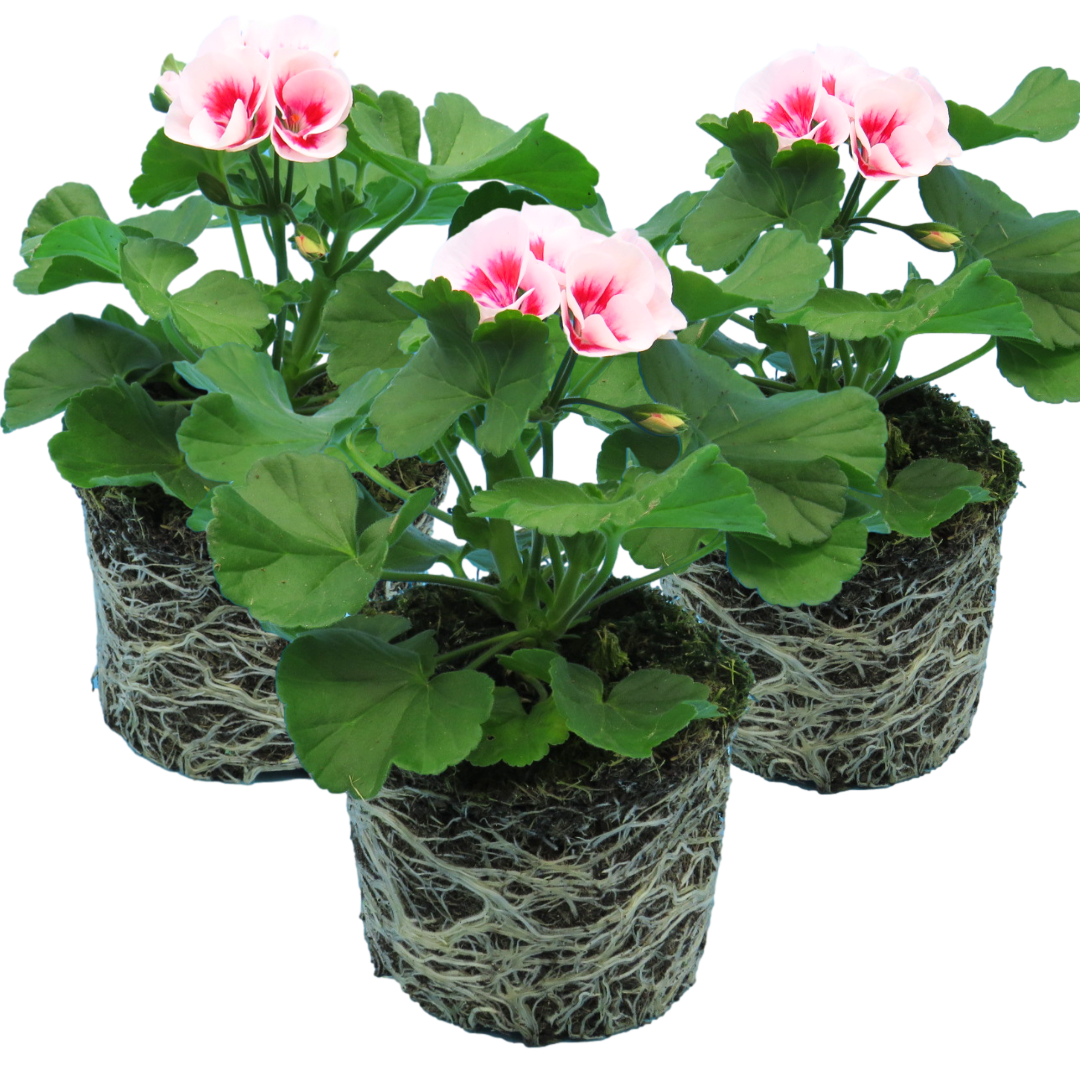 Pelargonium Toscana 'Dolce Vita Linus / Smart Splash' (Zonal Geranium)