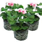 Pelargonium Toscana 'Dolce Vita Linus / Smart Splash' (Zonal Geranium) from Cedar Nursery, Cobham