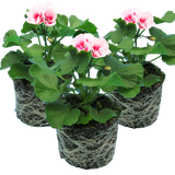 Pelargonium Toscana 'Dolce Vita Linus / Smart Splash' (Zonal Geranium)