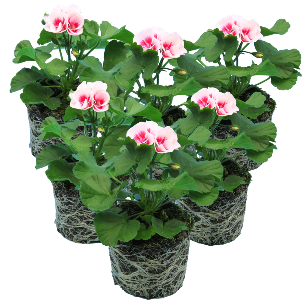 Pelargonium Toscana 'Dolce Vita Linus / Smart Splash' (Zonal Geranium) from Cedar Nursery, Cobham