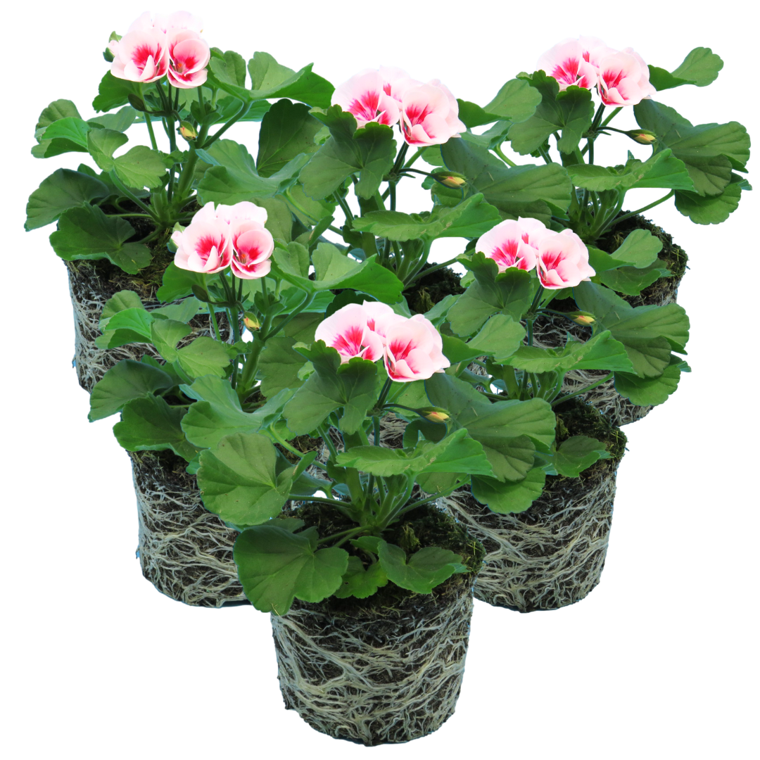 Pelargonium Toscana 'Dolce Vita Linus / Smart Splash' (Zonal Geranium)
