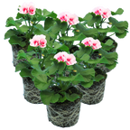Pelargonium Toscana 'Dolce Vita Linus / Smart Splash' (Zonal Geranium) from Cedar Nursery, Cobham