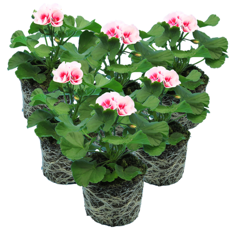 Pelargonium Toscana 'Dolce Vita Linus / Smart Splash' (Zonal Geranium)