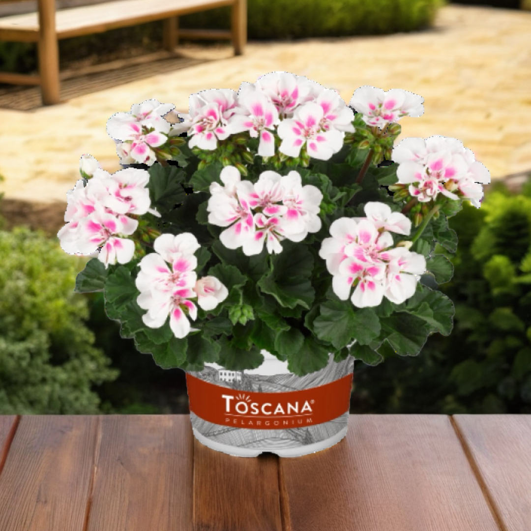 Pelargonium Toscana 'Dolce Vita Stella' (Zonal Geranium) from Cedar Nursery, Cobham